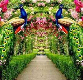 BMLP Multicolor Tent Curtain 15*10 Feet