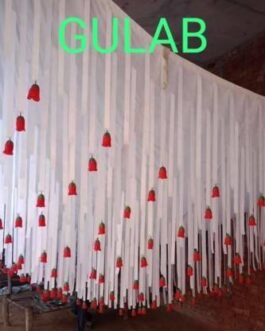 BMLP Designer Rose Ceiling 15 *15 feet(White)