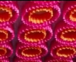 BMLP Tent Decoration Ceiling 20*20 Feet(Red, Maharani, Yellow)